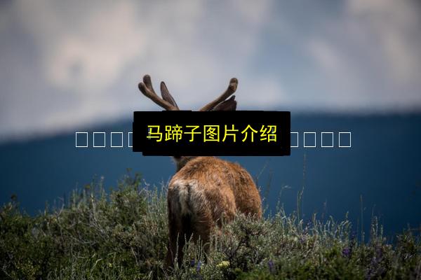 马蹄子图片介绍插图 文章配图