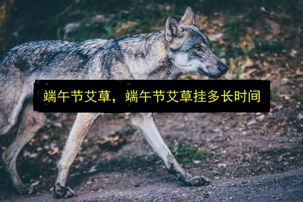 端午节艾草,端午节艾草挂多长时间插图 文章配图