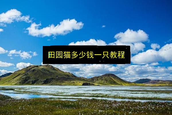 田园猫多少钱一只教程插图 文章配图