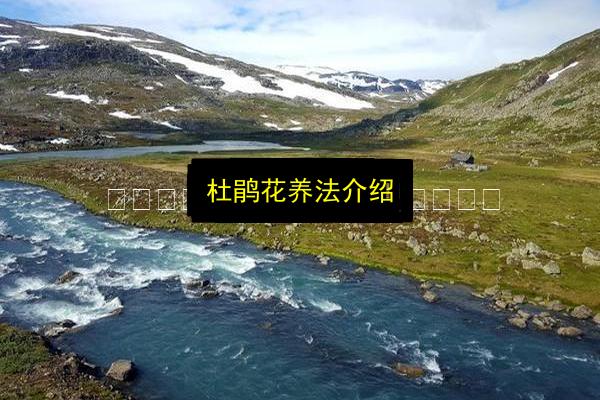 杜鹃花养法介绍插图 文章配图