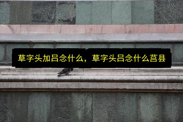 草字头加吕念什么,草字头吕念什么莒县插图 文章配图