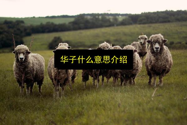 华子什么意思介绍插图 文章配图