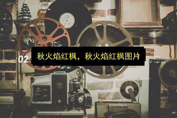 秋火焰红枫,秋火焰红枫图片插图 文章配图