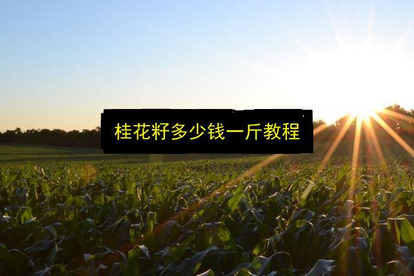 桂花籽多少钱一斤教程插图 文章配图