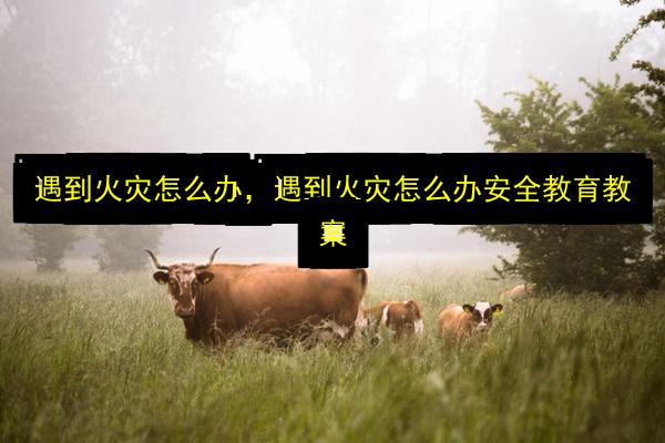 遇到火灾怎么办,遇到火灾怎么办安全教育教案插图 文章配图