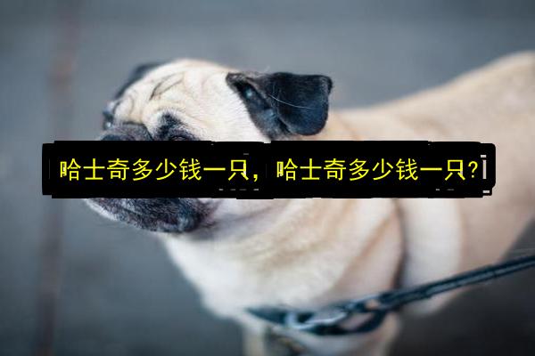 哈士奇多少钱一只,哈士奇多少钱一只?插图 文章配图