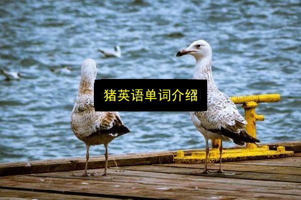 猪英语单词介绍插图 文章配图