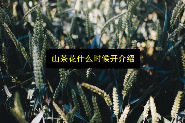 山茶花什么时候开介绍插图 文章配图