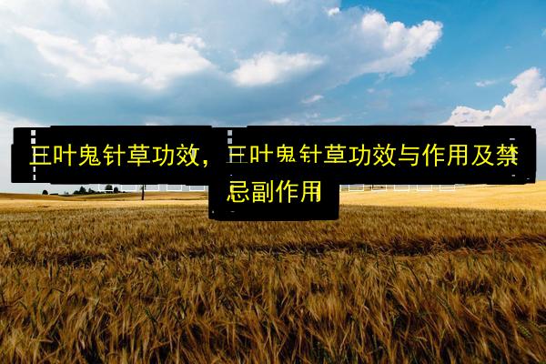 三叶鬼针草功效,三叶鬼针草功效与作用及禁忌副作用插图 文章配图