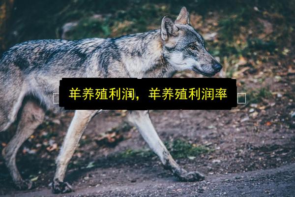 羊养殖利润,羊养殖利润率插图 文章配图